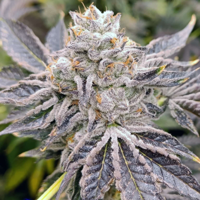 Genehtik - Euskal Zkittlez