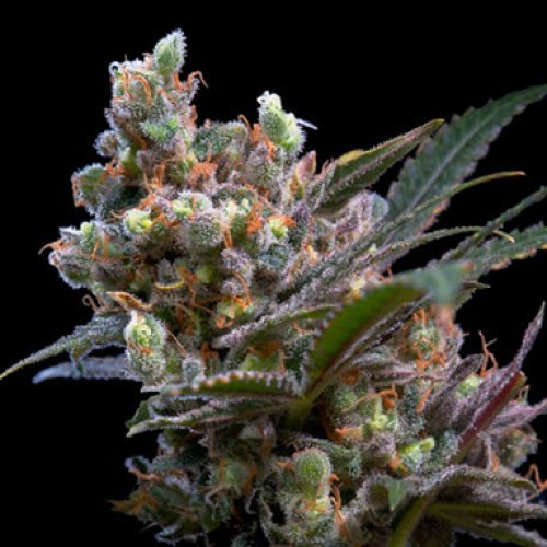 Genehtik - Kritikal Bilbo