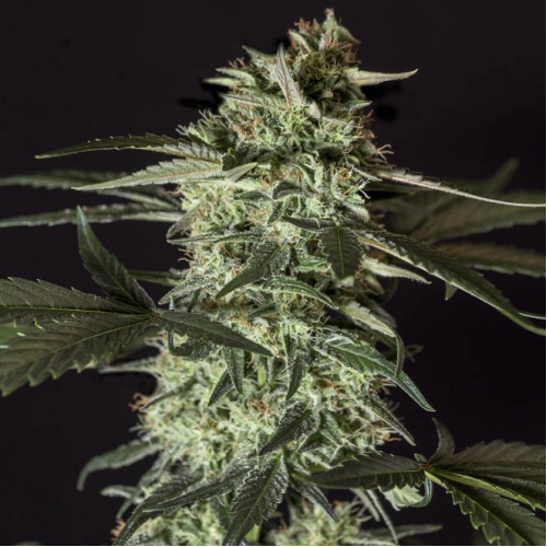 Genehtik - Medizinal CBD