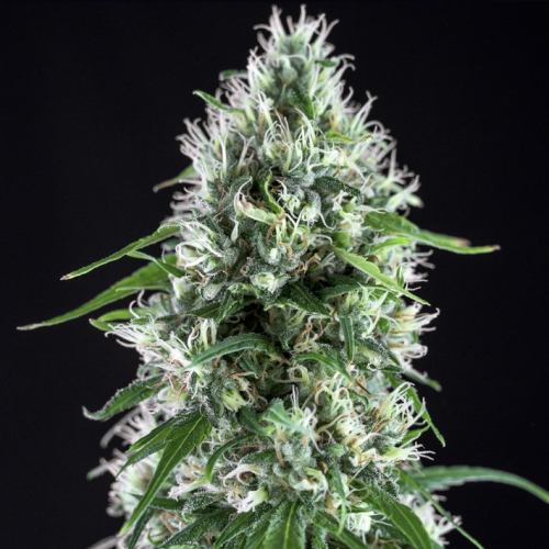 Genehtik - Super Silver Bilbo