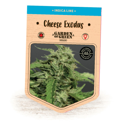 Garden Of Green Seedbank - Cheese Exodus