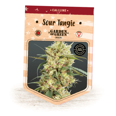 Garden Of Green Seedbank - Sour Tangie