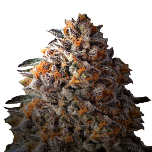 Growers Choice - Bruce Banner