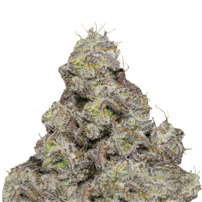 Growers Choice - Blue Forestberry
