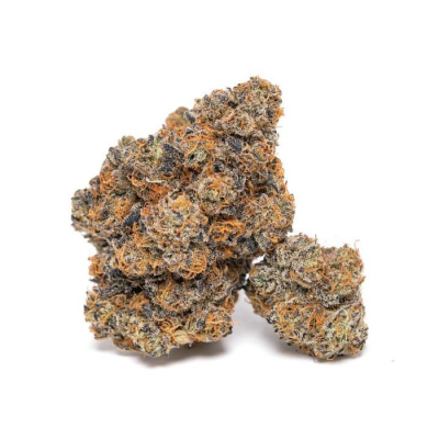 Growers Choice - King Louis Garcia