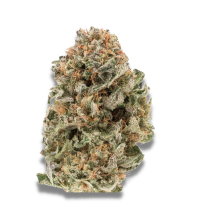 Growers Choice - MAF (Mighty Amstel Freezeland) Fast Version