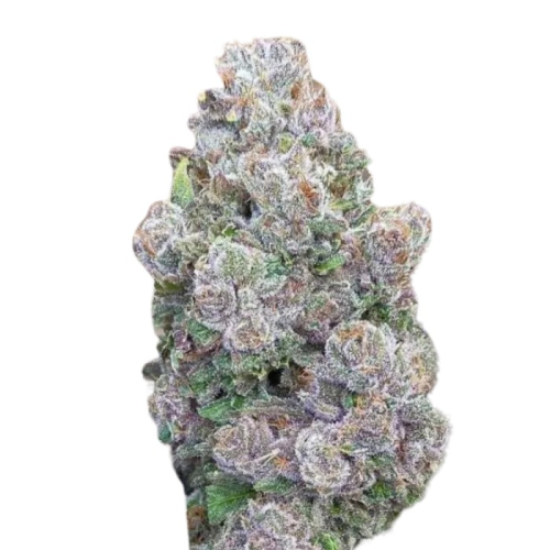 Growers Choice - Mimosa Gusher
