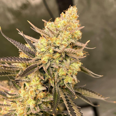 Growers Choice - Cherry Zoap Auto