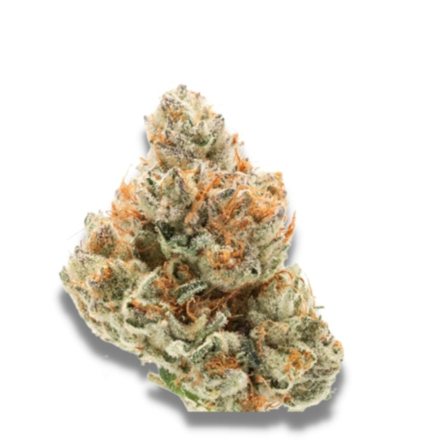 Growers Choice - Chocolate Sherbet