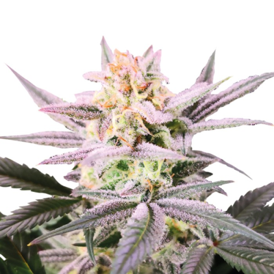 Growers Choice - Watermelon Wedding Cake