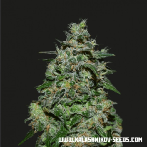 Kalashnikov Seeds - AK Kush Express