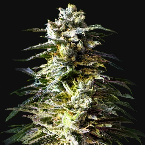Kalashnikov Seeds - Bruce Killer Auto