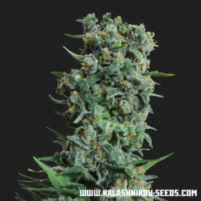 Kalashnikov Seeds - Kalashnikov Original