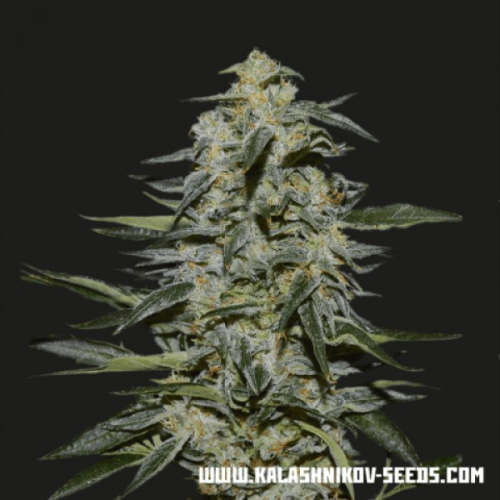 Kalashnikov Seeds - Katyusha