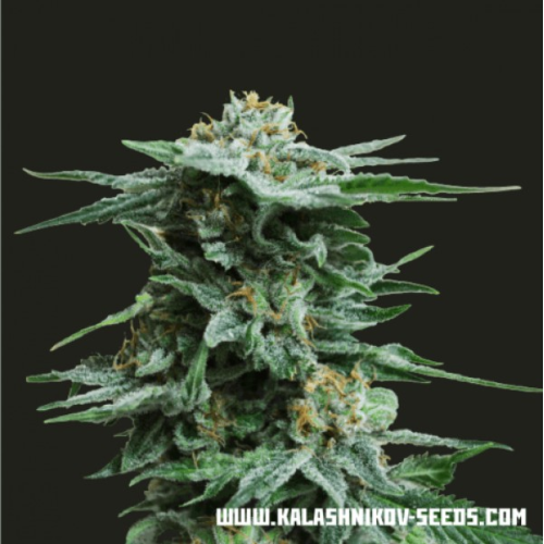 Kalashnikov Seeds - AK Kush