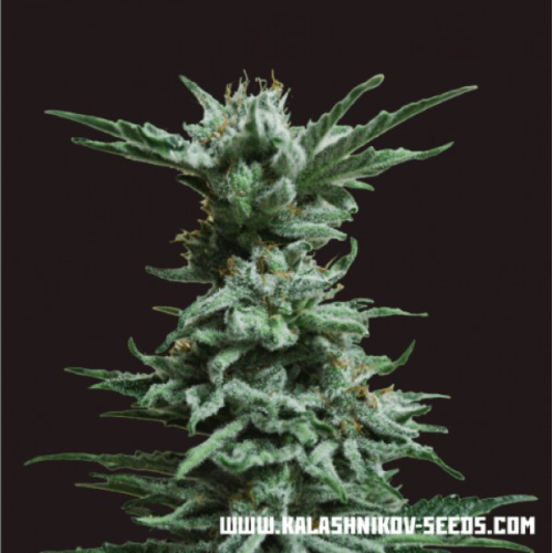 Kalashnikov Seeds - AK Skunk