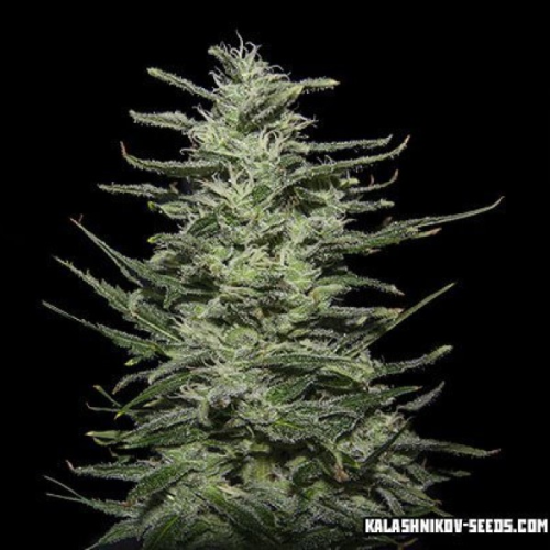 Kalashnikov Seeds - Amnesia Molotov