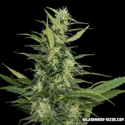 Kalashnikov Seeds - Amur Giant Auto