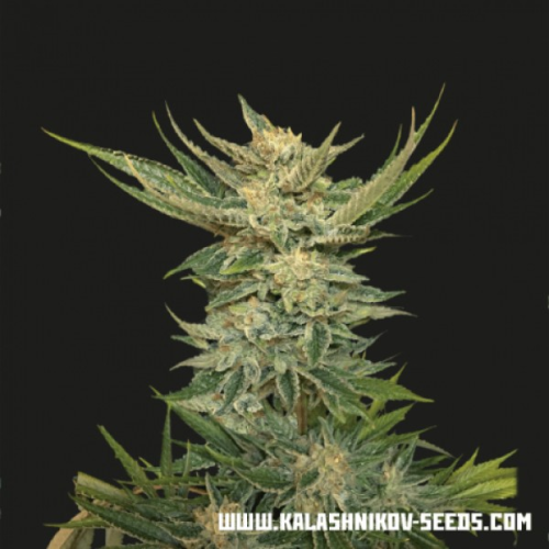 Kalashnikov Seeds - Vodka Lemon