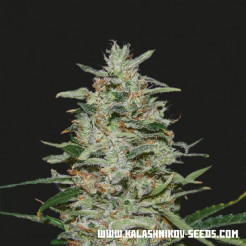 Kalashnikov Seeds - White Russian OG