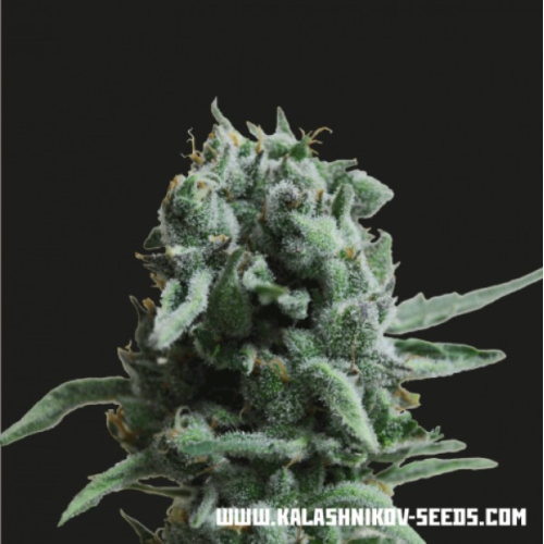 Kalashnikov Seeds - White Widow 47