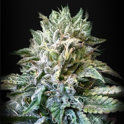 Kalashnikov Seeds - Zkittlez Kalashnikov Auto