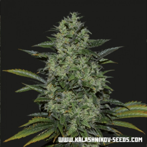 Kalashnikov Seeds - Power Russian
