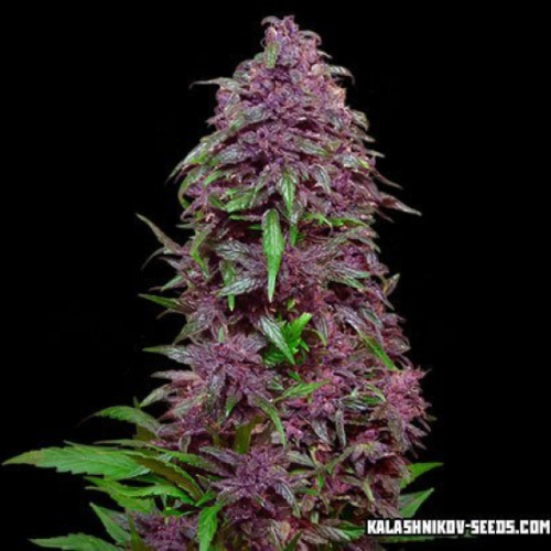 Kalashnikov Seeds - Purple Mazar Auto