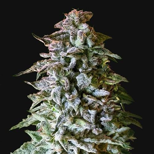 Kalashnikov Seeds - Siberian Gorilla Auto