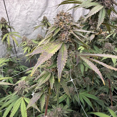 Fast Buds - Biscotti Gelato