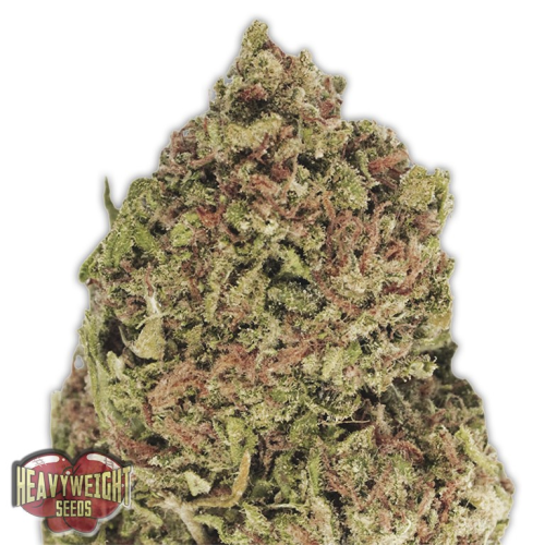 Heavyweight Seeds - Dream Machine