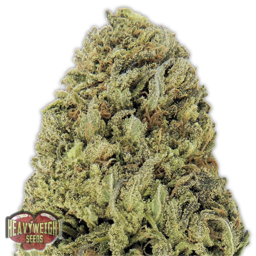 Heavyweight Seeds - Fast & Vast Auto