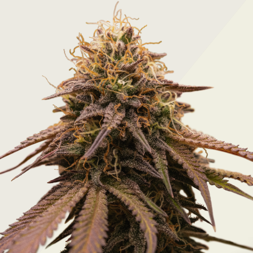 Kera Seeds - American Stafford Auto
