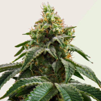 Kera Seeds - Cheese Auto (Crazy Mouse Auto)