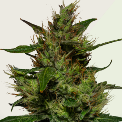 Kera Seeds - Critical Auto