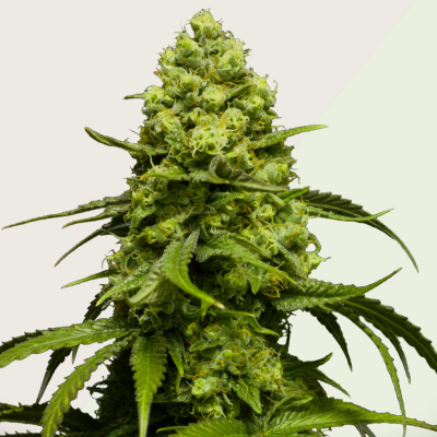 Kera Seeds - Dutch Power Auto