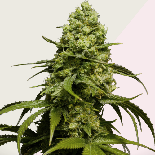 Kera Seeds - Dutch Power