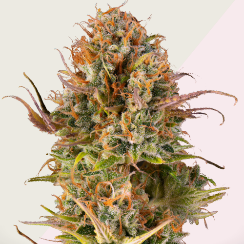 Kera Seeds - Empire Of The Sun