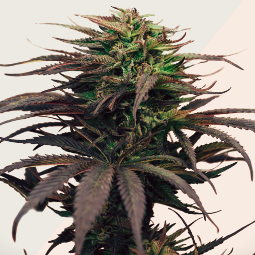 Kera Seeds - Girl Scout Cookies