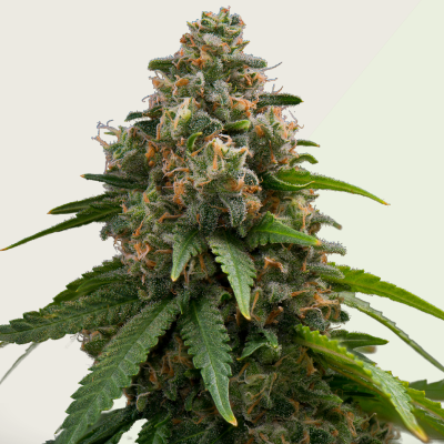 Kera Seeds - Amnesia Auto