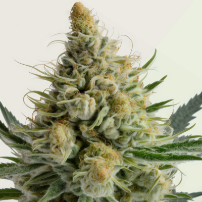 Kera Seeds - Bubblegum Auto