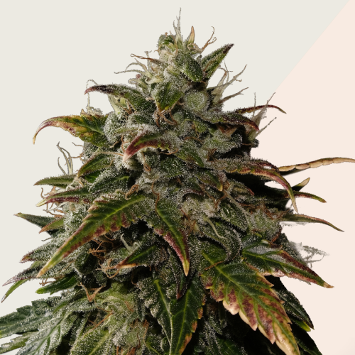 Kera Seeds - Burmese Kush