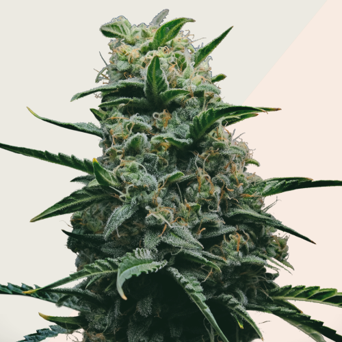 Kera Seeds - California Nuggets