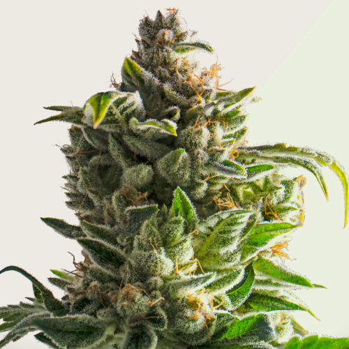 Kera Seeds - Crazy Bud Auto