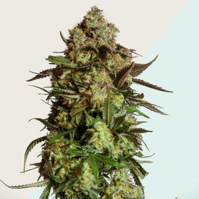 Kera Seeds - Medical AMG Haze CBD