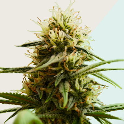 Kera Seeds - Medical Buddha CBD