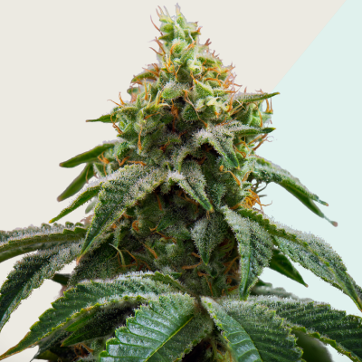 Kera Seeds - Medical Cheese CBD (Medical Crazy Mouse)