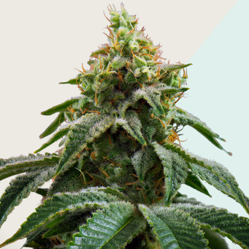 Kera Seeds - Medical Cheese CBD (Medical Crazy Mouse)