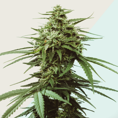 Kera Seeds - Medical Skunk CBD