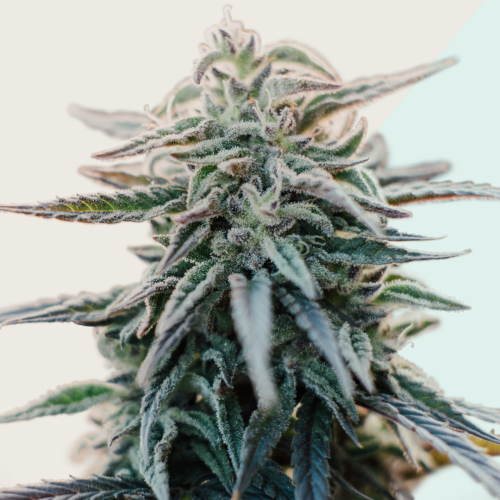 Kera Seeds - Medical White Widow CBD